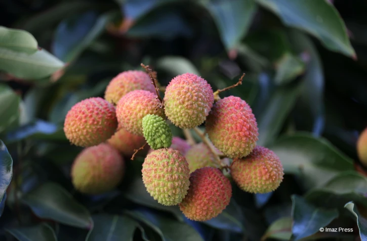 Litchi