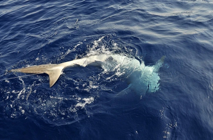 Requins