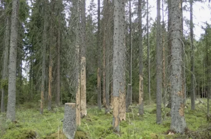 Filancde - forêt