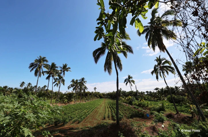 agriculture piment