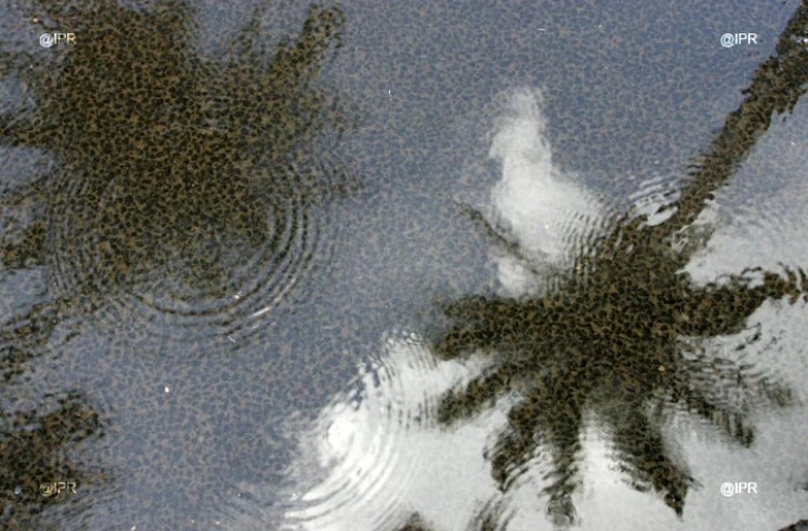 pluie