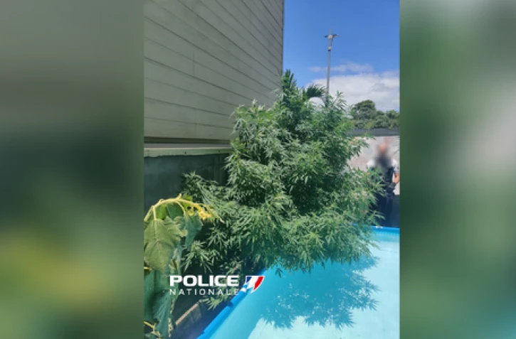 Découverte de plants de cannabis - Police Nationale