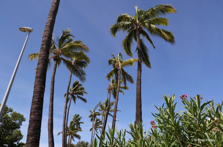 Cocotiers