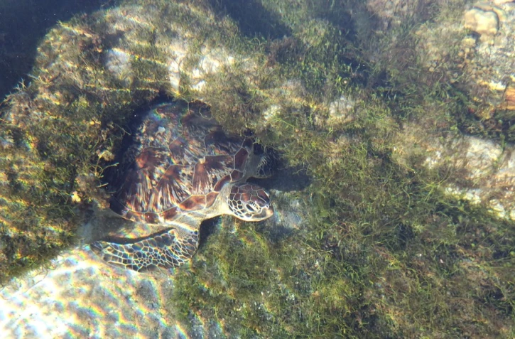 tortue Grimp à Kelonia