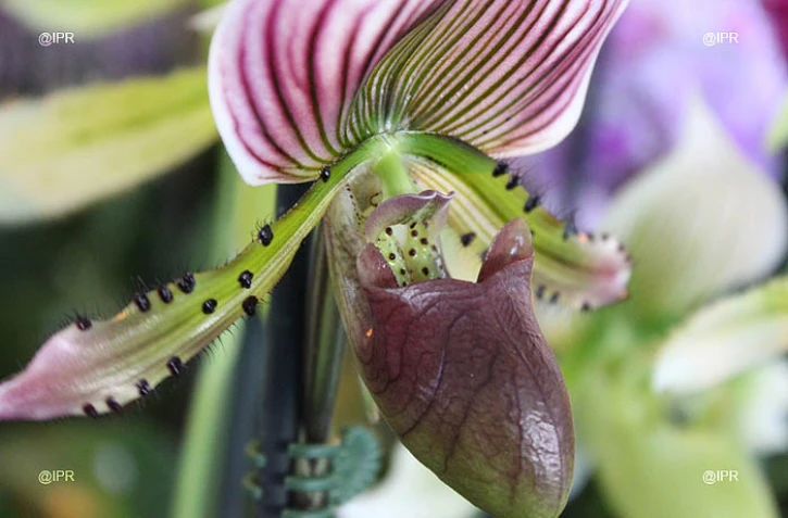 Salon Flore et Halle