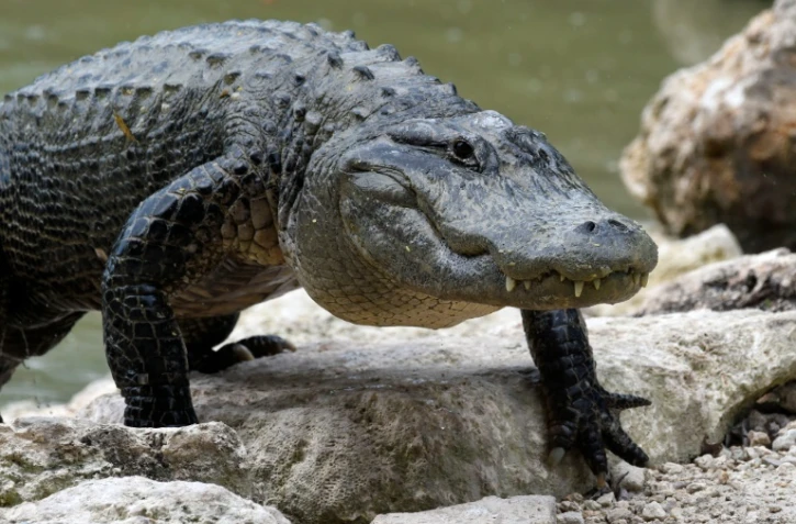 de nombreux site d'élevages offrent des spectacles d'alligators
