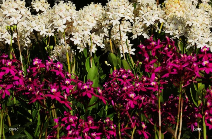 Flore et halle 2018