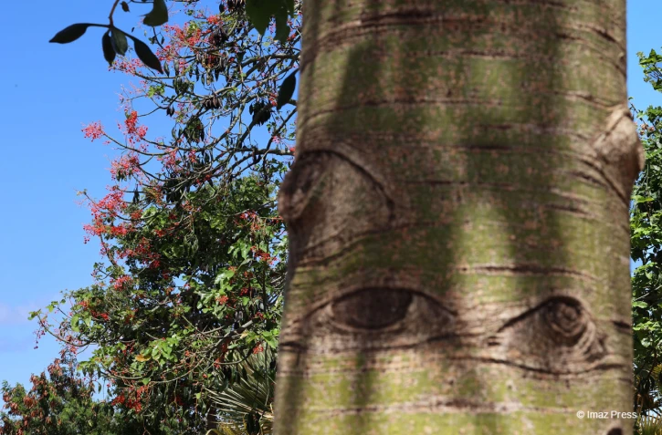 brachychiton acerifolius, la flamme d’Australie