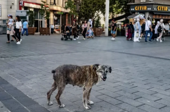 chiens-errants-Turquie1