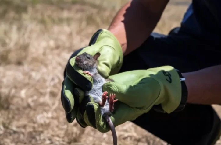 Un scientifique montre un rat, un animal introduit à l'origine de nombreux dégâts, sur l'île d'Amsterdam, qui fait partie des Terres australes et antarctiques françaises (Taaf), le 29 décembre 2022 ( AFP / PATRICK HERTZOG )