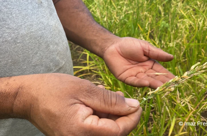 riz - Saint-Paul - culture - agriculture2