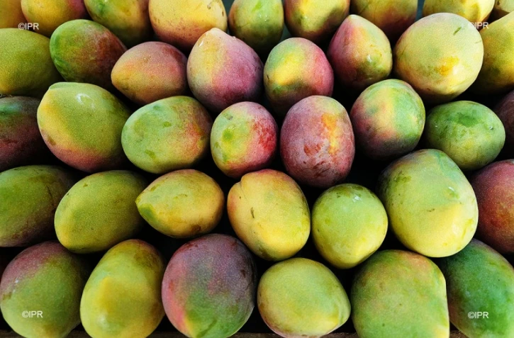 mangue