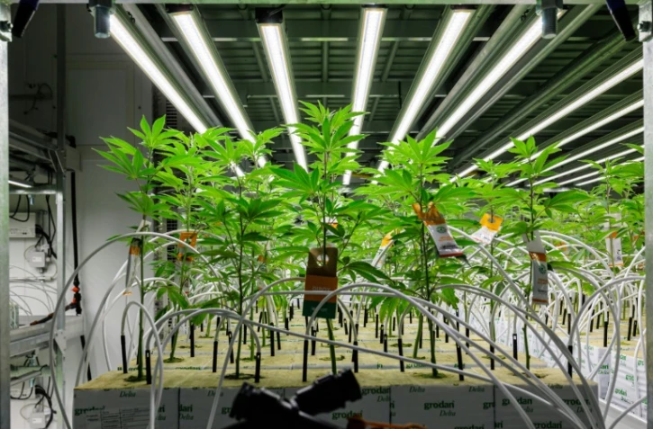 En Allemagne, le cannabis "made in Germany" impatient de prendre son essor