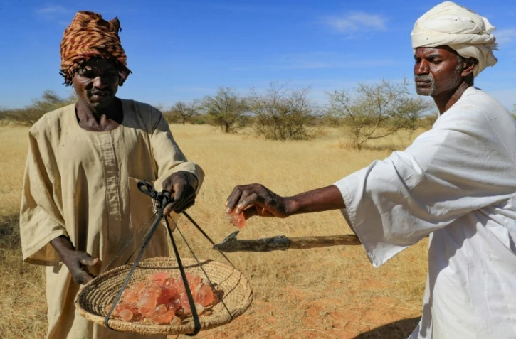 Au Soudan, la gomme arabique résiste au climat extrême, mais l'homme peine à suivre