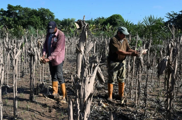 Amérique centrale: la détresse des agriculteurs face aux phénomènes climatiques extrêmes à répétition