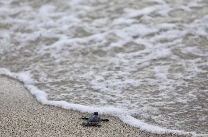 Tortue